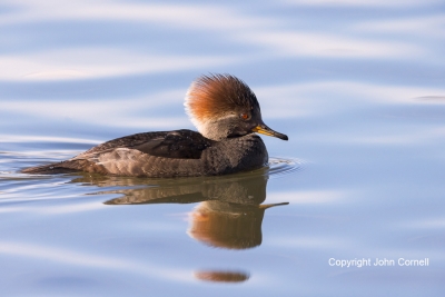 Female;Hooded-Merganser;Lophodytes-cucullatus;One;avifauna;bird;birds;color-imag